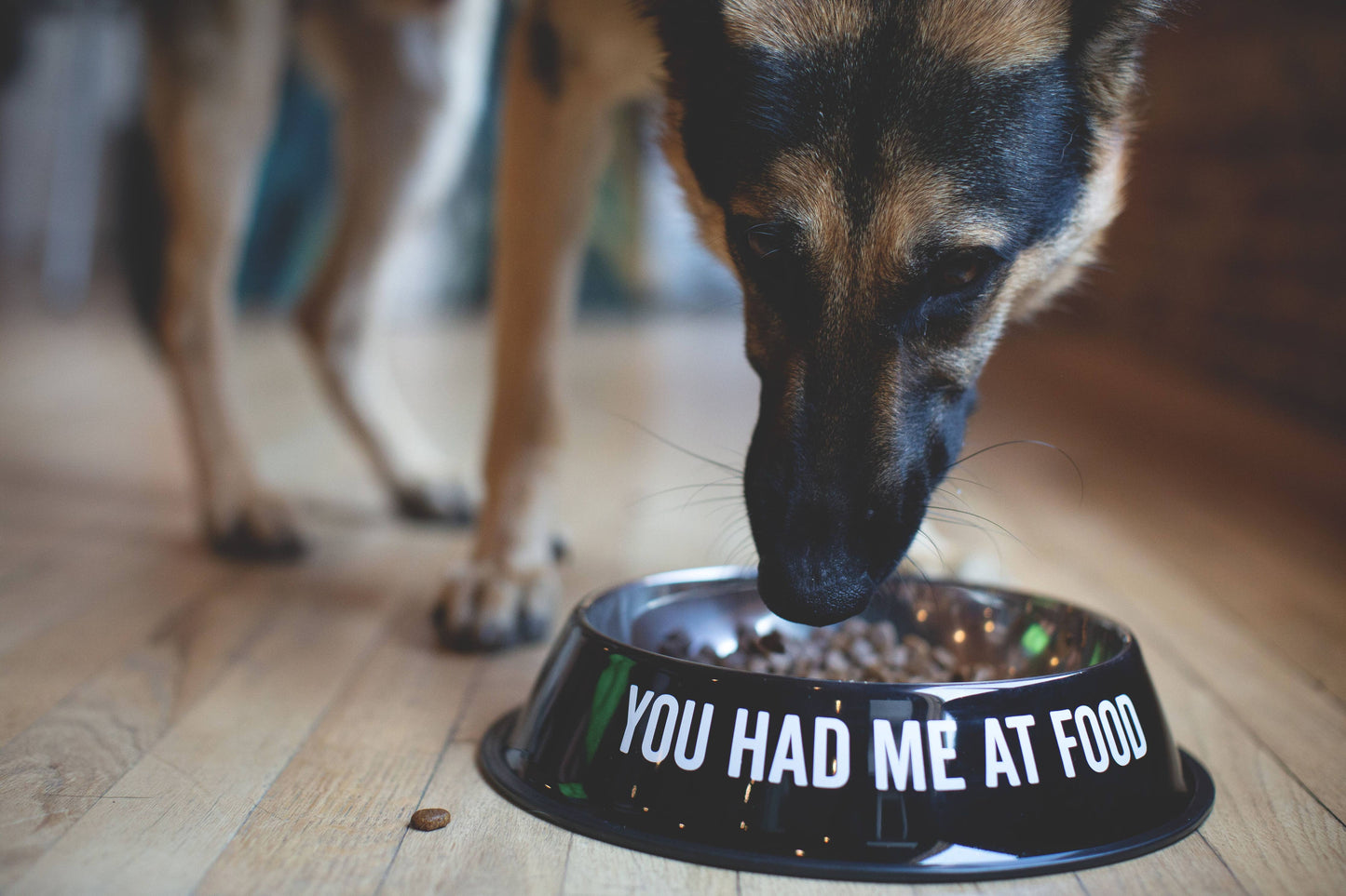 You Had Me At Food Pet Bowl