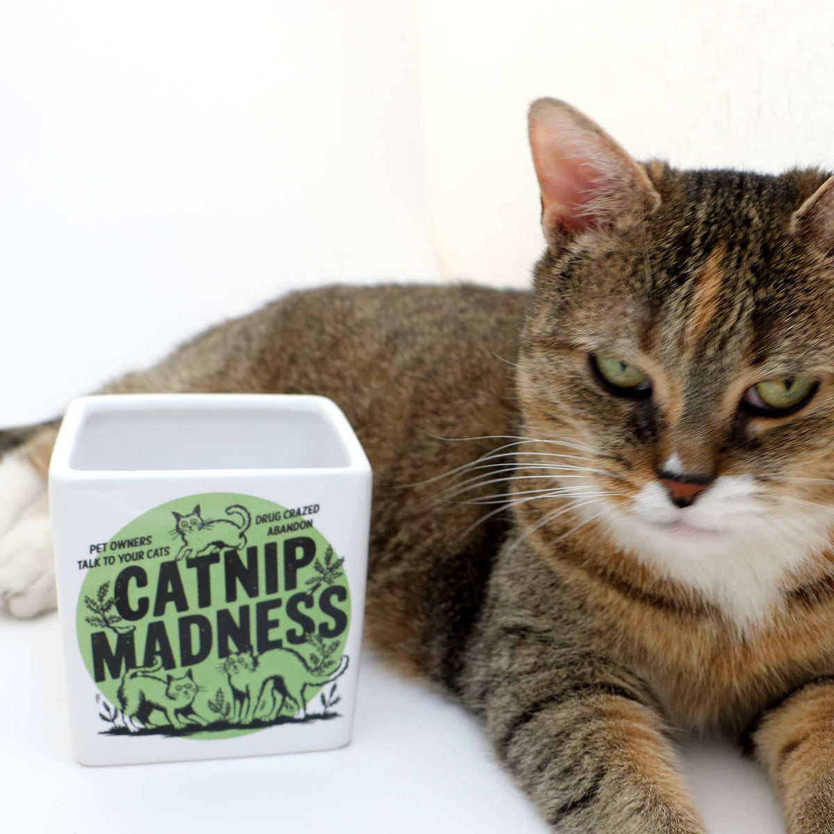 Catnip Madness Cat planter, small indoor planter