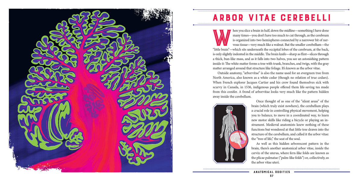Anatomical Oddities