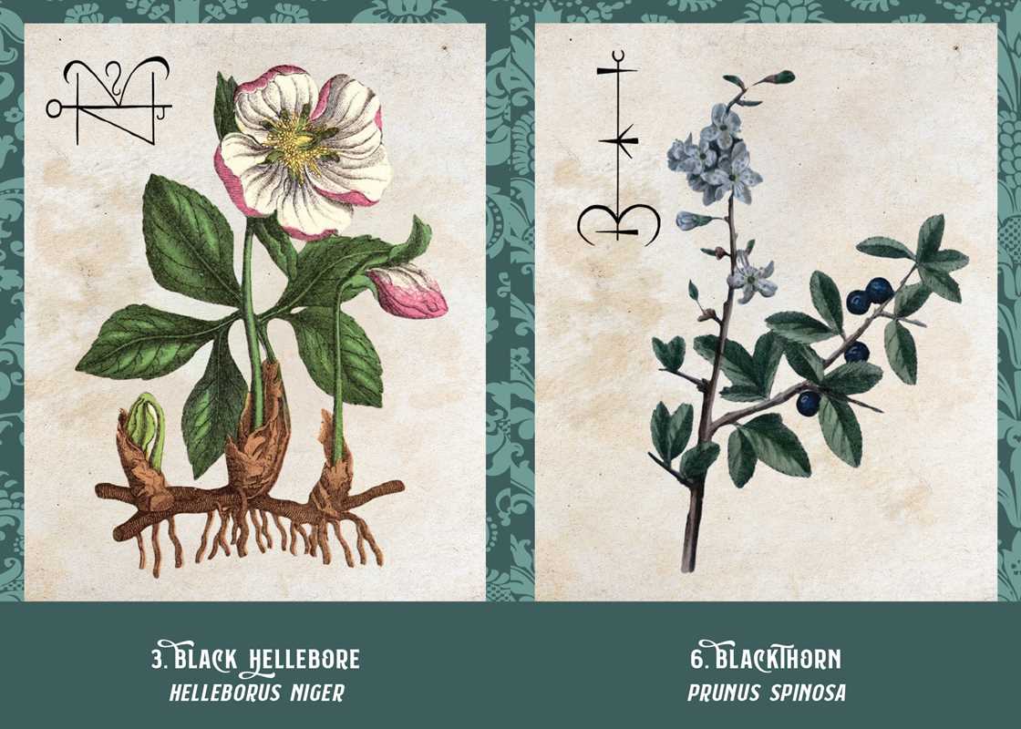 Poison Path Oracle Deck by Coby Michael
